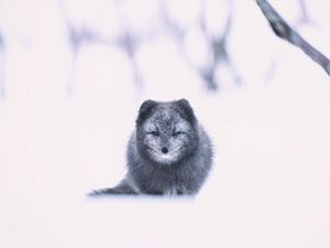 Preview wallpaper arctic fox, fox, gray, animal, snow