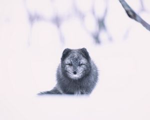 Preview wallpaper arctic fox, fox, gray, animal, snow