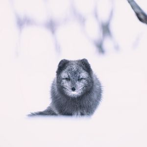 Preview wallpaper arctic fox, fox, gray, animal, snow