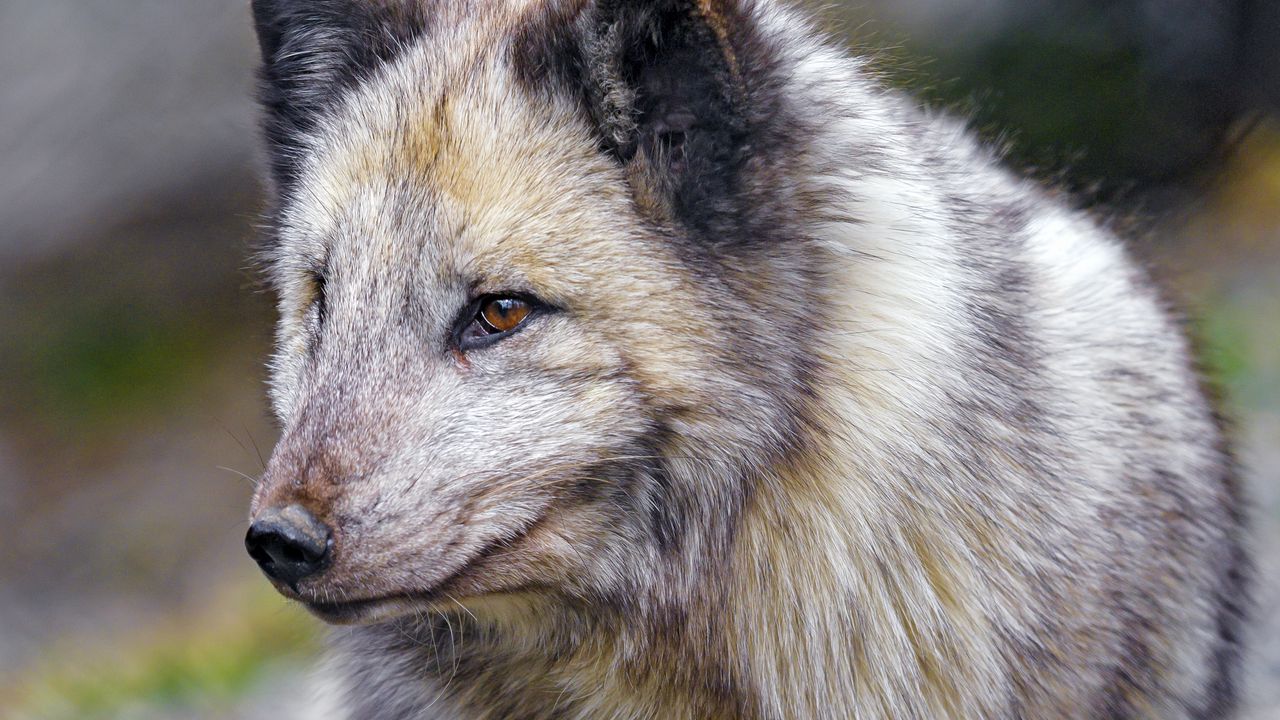 Wallpaper arctic fox, fox, predator, animal