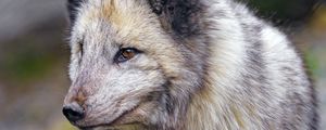 Preview wallpaper arctic fox, fox, predator, animal