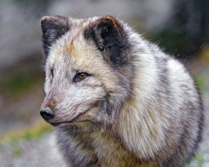 Preview wallpaper arctic fox, fox, predator, animal