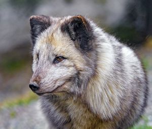 Preview wallpaper arctic fox, fox, predator, animal