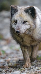 Preview wallpaper arctic fox, fox, predator, wildlife