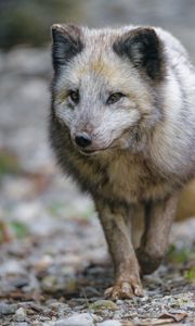 Preview wallpaper arctic fox, fox, predator, wildlife