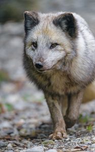 Preview wallpaper arctic fox, fox, predator, wildlife