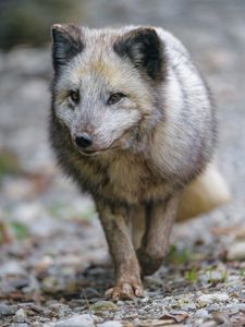 Preview wallpaper arctic fox, fox, predator, wildlife