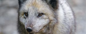 Preview wallpaper arctic fox, fox, predator, wildlife