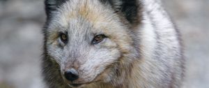 Preview wallpaper arctic fox, fox, predator, wildlife