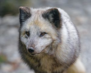 Preview wallpaper arctic fox, fox, predator, wildlife