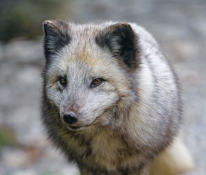 Preview wallpaper arctic fox, fox, predator, wildlife