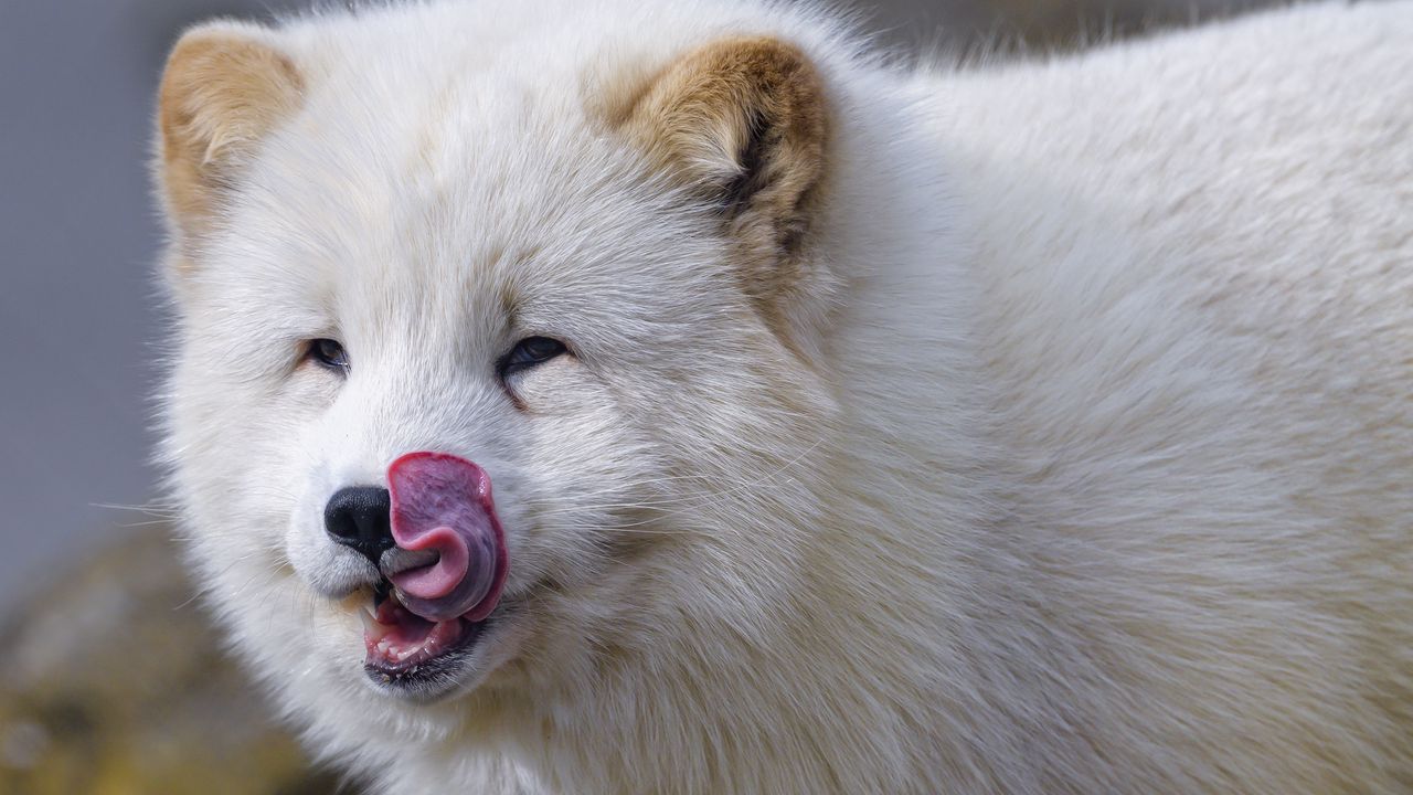 Wallpaper arctic fox, fox, protruding tongue, fluffy