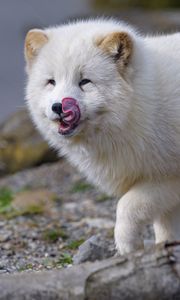 Preview wallpaper arctic fox, fox, protruding tongue, fluffy