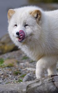 Preview wallpaper arctic fox, fox, protruding tongue, fluffy