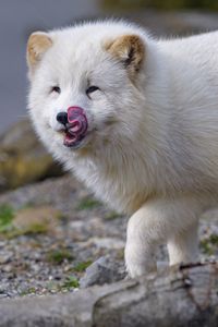 Preview wallpaper arctic fox, fox, protruding tongue, fluffy