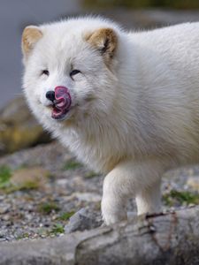 Preview wallpaper arctic fox, fox, protruding tongue, fluffy