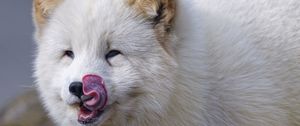 Preview wallpaper arctic fox, fox, protruding tongue, fluffy