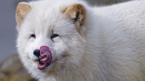 Preview wallpaper arctic fox, fox, protruding tongue, fluffy