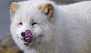 Preview wallpaper arctic fox, fox, protruding tongue, fluffy