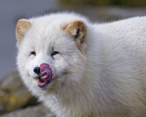 Preview wallpaper arctic fox, fox, protruding tongue, fluffy