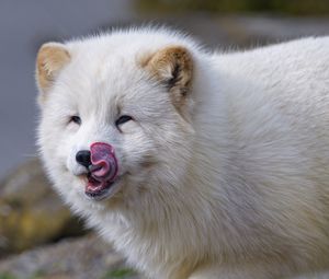 Preview wallpaper arctic fox, fox, protruding tongue, fluffy