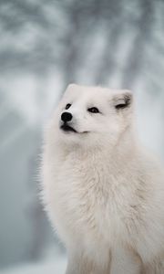 Preview wallpaper arctic fox, fox, white, muzzle