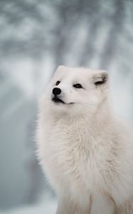 Preview wallpaper arctic fox, fox, white, muzzle