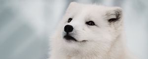 Preview wallpaper arctic fox, fox, white, muzzle