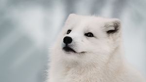 Preview wallpaper arctic fox, fox, white, muzzle