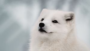 Preview wallpaper arctic fox, fox, white, muzzle