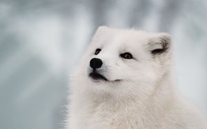 Preview wallpaper arctic fox, fox, white, muzzle