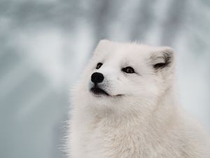 Preview wallpaper arctic fox, fox, white, muzzle