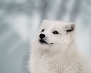 Preview wallpaper arctic fox, fox, white, muzzle