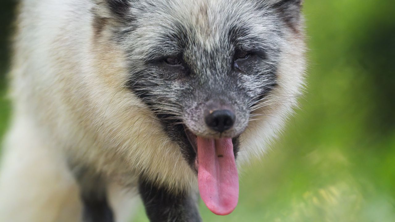 Wallpaper arctic fox, fox, wild, animal, protruding tongue