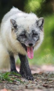 Preview wallpaper arctic fox, fox, wild, animal, protruding tongue