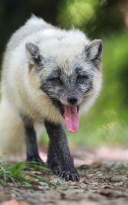 Preview wallpaper arctic fox, fox, wild, animal, protruding tongue