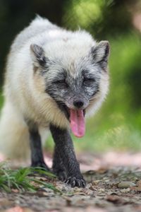 Preview wallpaper arctic fox, fox, wild, animal, protruding tongue