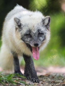 Preview wallpaper arctic fox, fox, wild, animal, protruding tongue