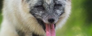 Preview wallpaper arctic fox, fox, wild, animal, protruding tongue