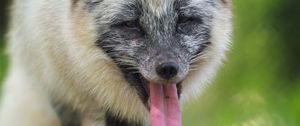 Preview wallpaper arctic fox, fox, wild, animal, protruding tongue