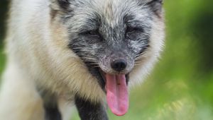 Preview wallpaper arctic fox, fox, wild, animal, protruding tongue