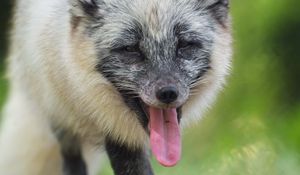 Preview wallpaper arctic fox, fox, wild, animal, protruding tongue