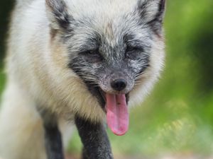 Preview wallpaper arctic fox, fox, wild, animal, protruding tongue