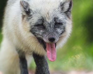 Preview wallpaper arctic fox, fox, wild, animal, protruding tongue