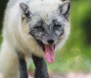 Preview wallpaper arctic fox, fox, wild, animal, protruding tongue