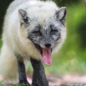 Preview wallpaper arctic fox, fox, wild, animal, protruding tongue