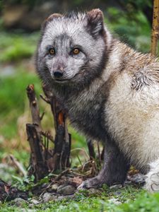 Preview wallpaper arctic fox, fox, wild, animal