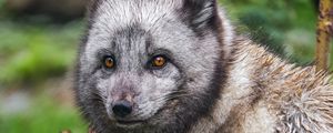 Preview wallpaper arctic fox, fox, wild, animal