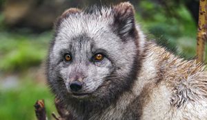 Preview wallpaper arctic fox, fox, wild, animal