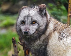 Preview wallpaper arctic fox, fox, wild, animal